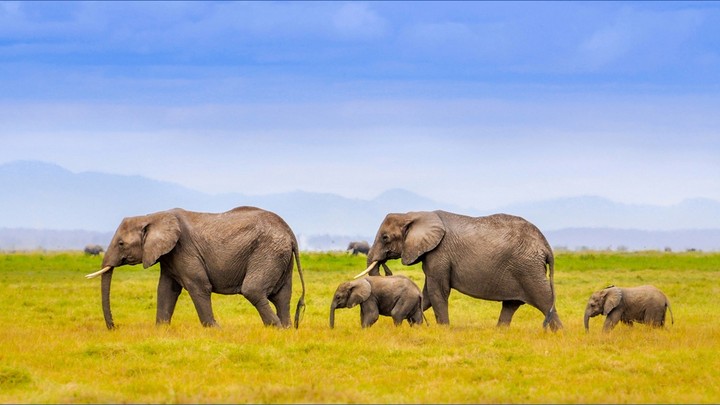 African Elephants.