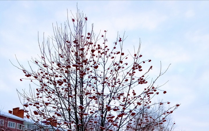 cold treeeeeeeee