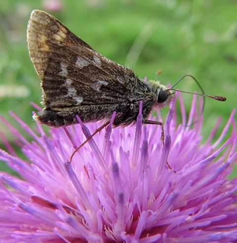 hình nền insect, skippers