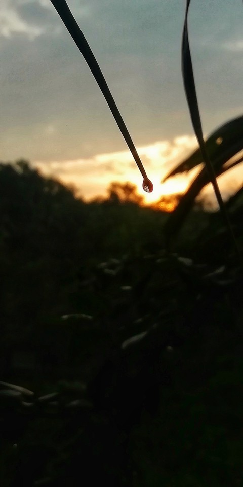drop