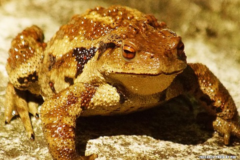 tapety anaxyrus, amphibian