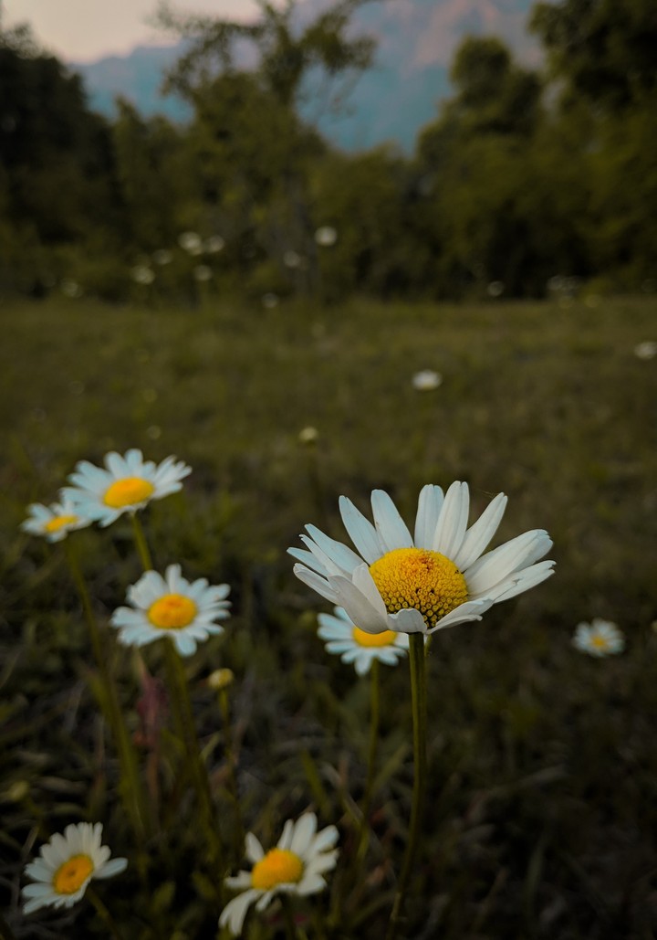 Yellow Beauties!