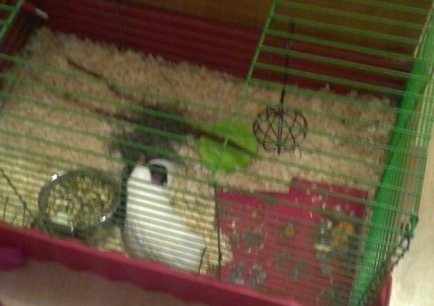 шпалери fauna, cage