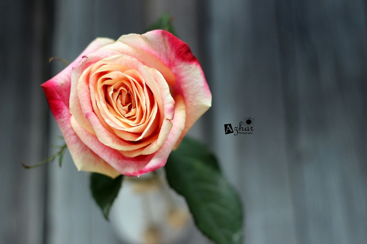 Beautiful Rose