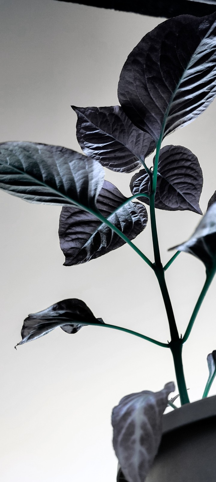 plant