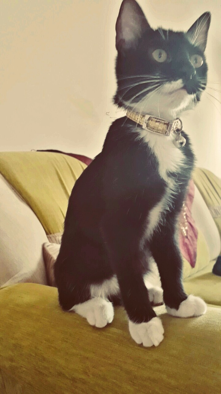 kedicik