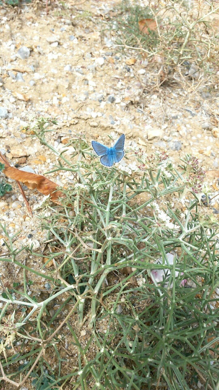 Blue Butterfly