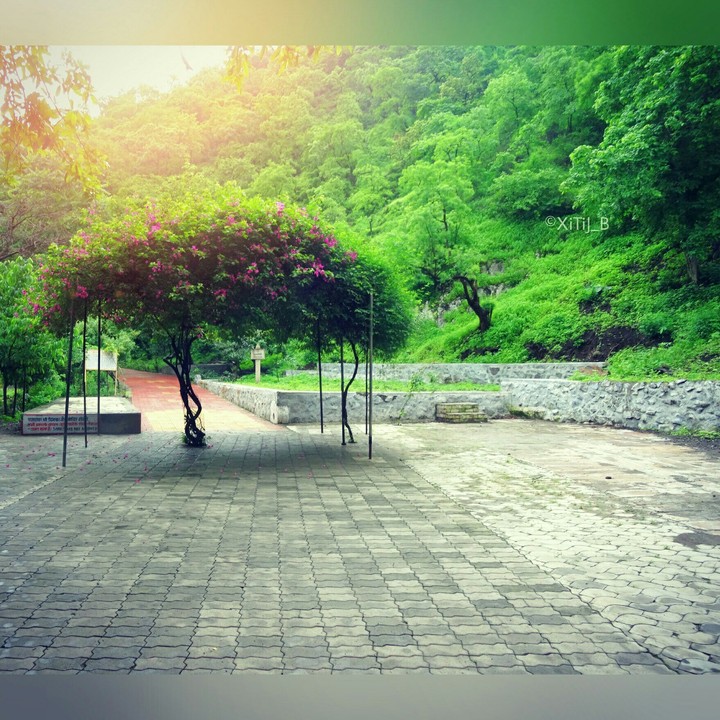 tree nature