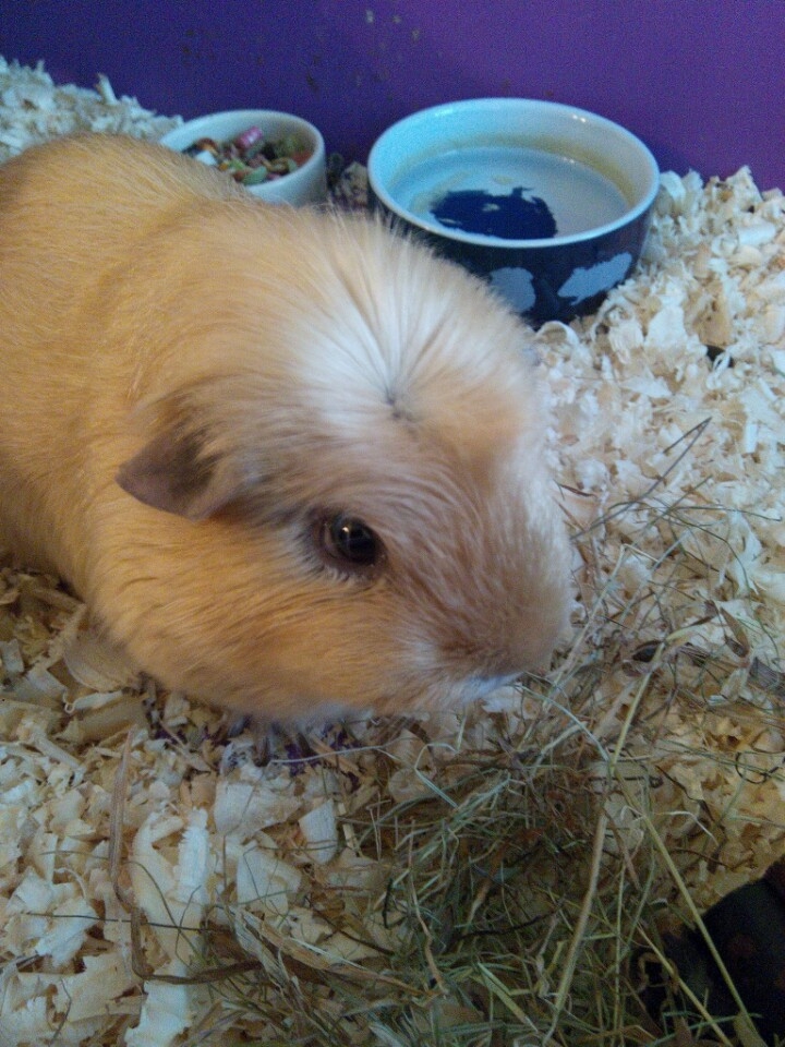 guinea_pig