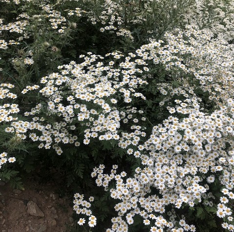 fonds d'écran feverfew, tanacetum