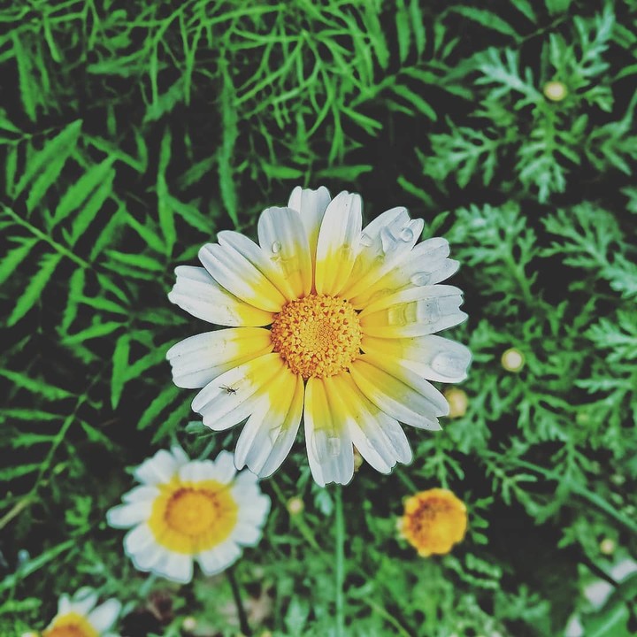 Flower