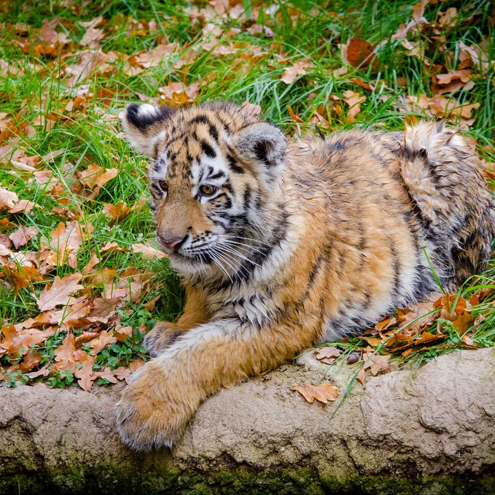 тигр   tiger