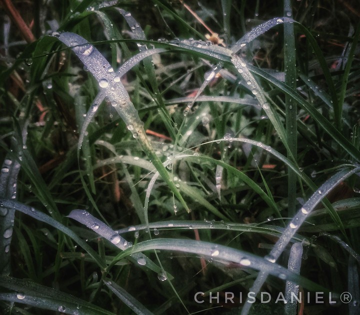 grass... drops
