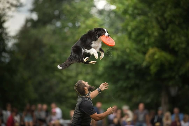 The Border Collie Because There Is No Better Dog