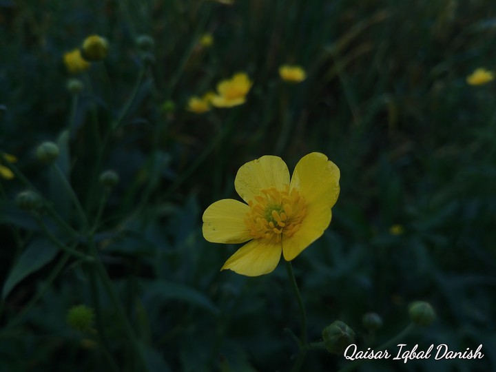 Yellow Flower