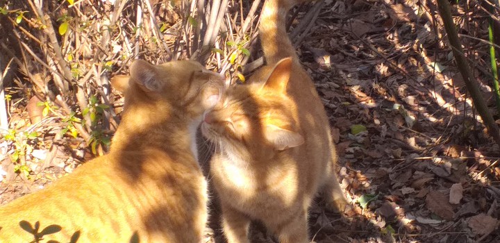❤❤❤❤❤cat