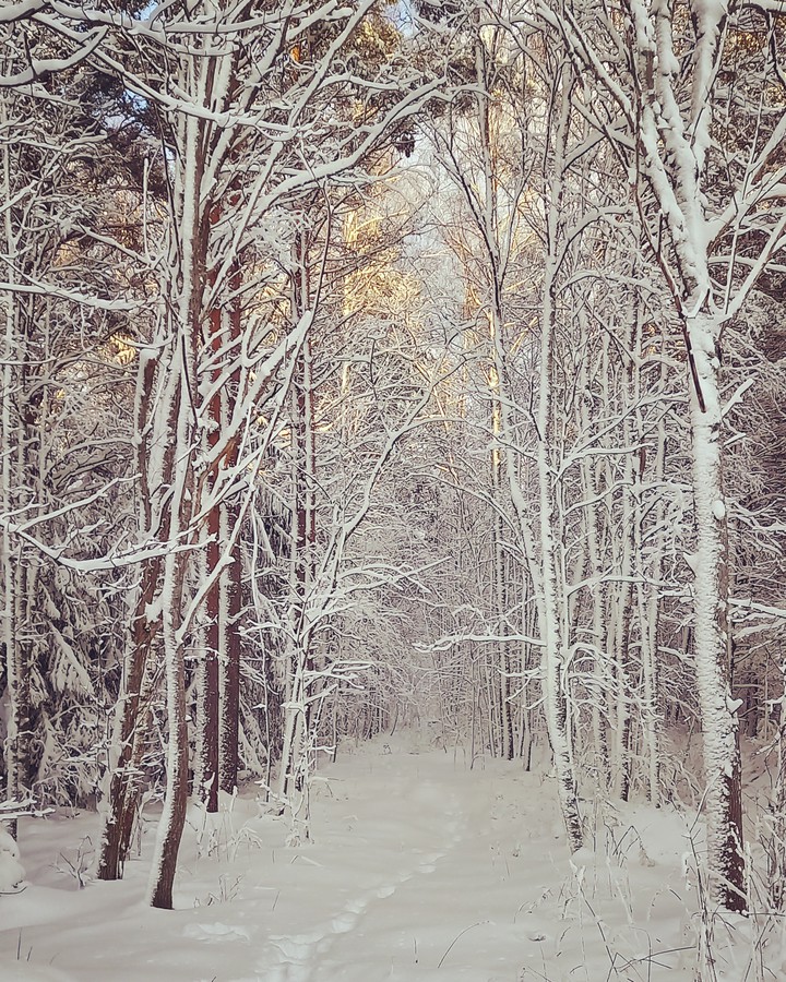 winter wonderland
