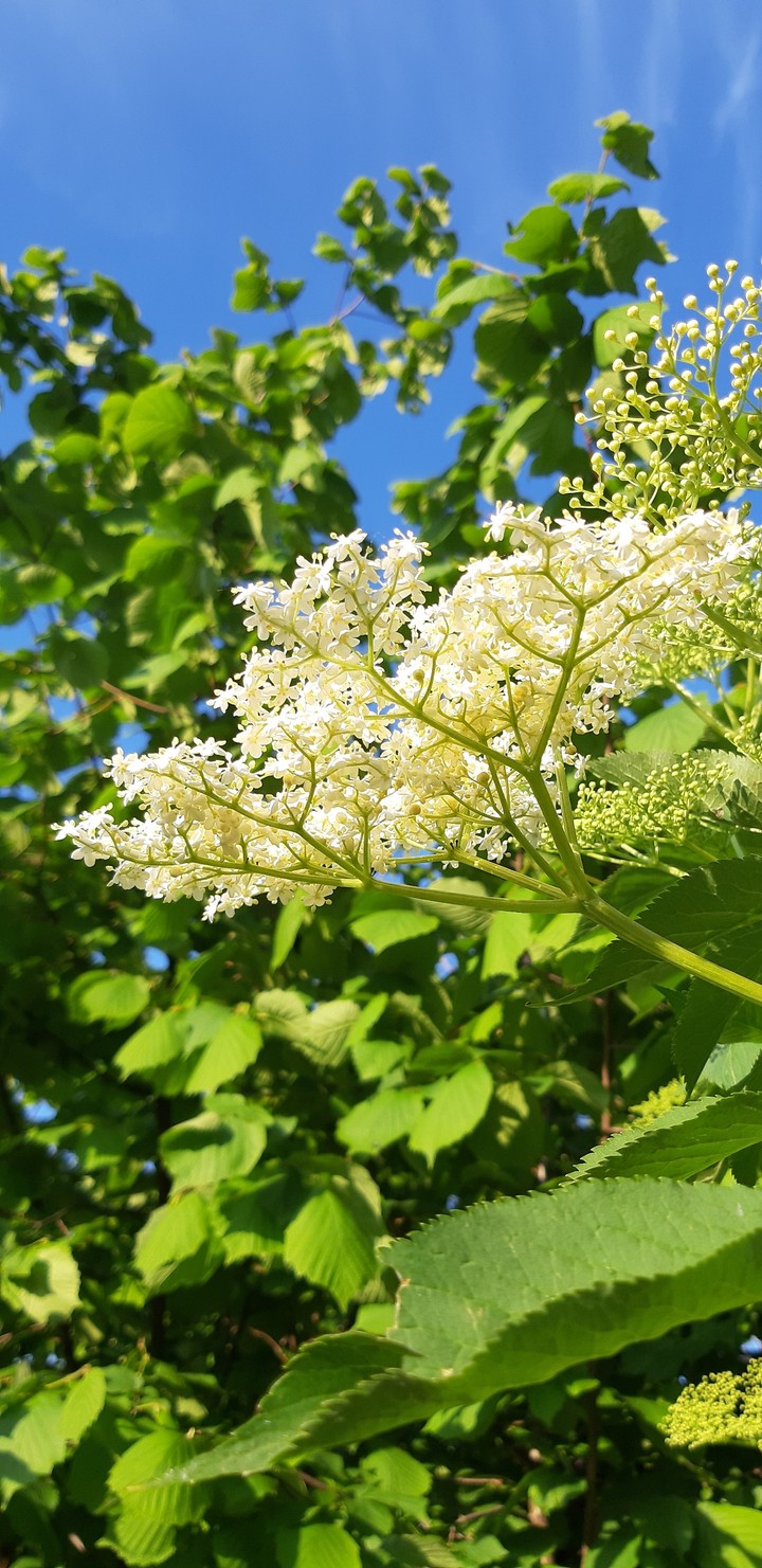 Elderflower