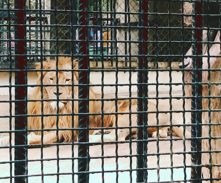 A lion in cage