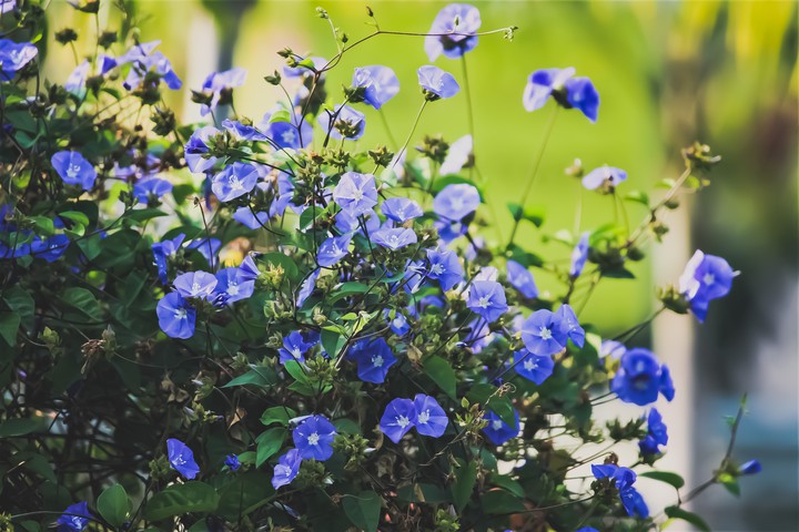 flower's