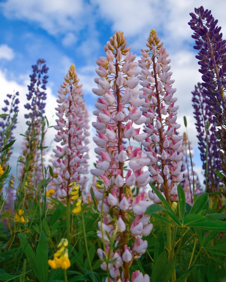 wildflowers