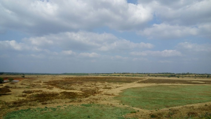 grassland
