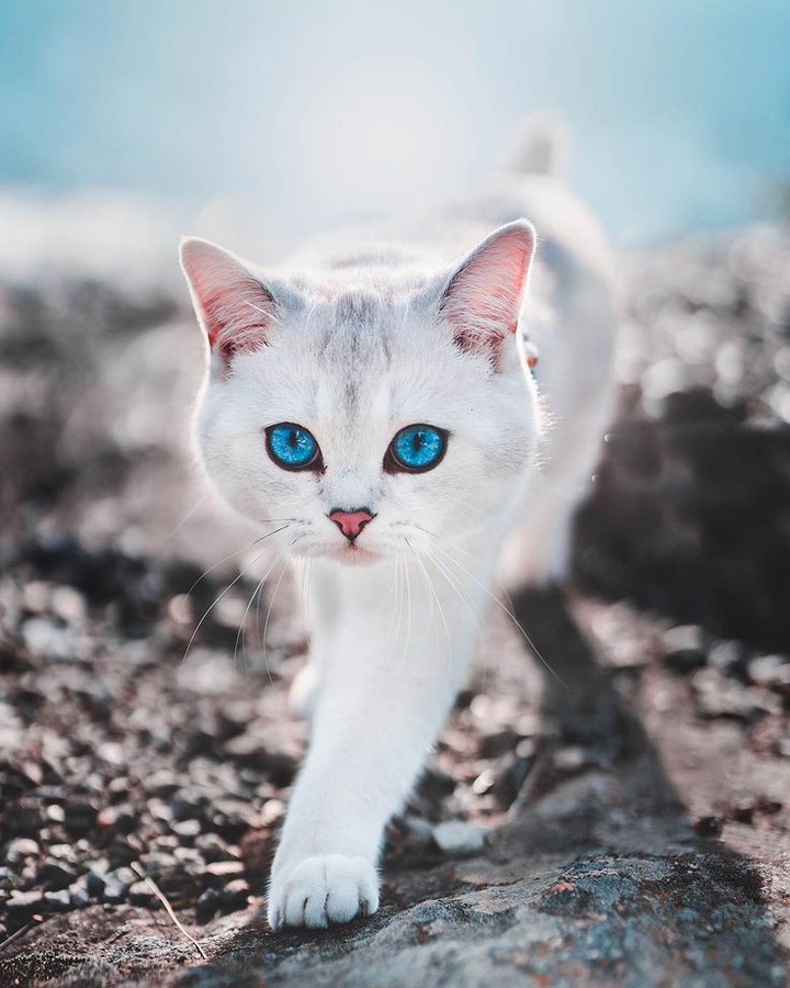 Beautiful cat
