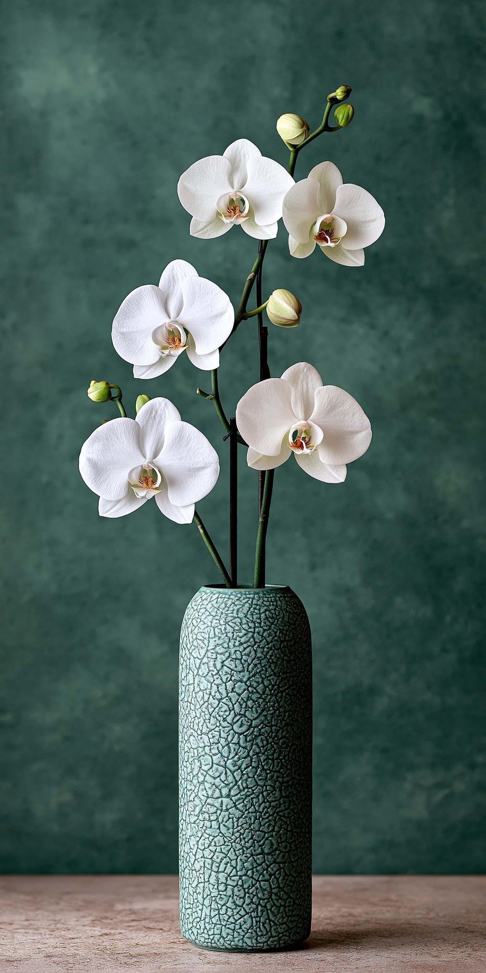 papéis de parede houseplant, floristry