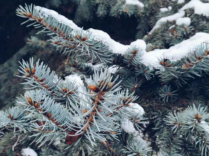 Pines