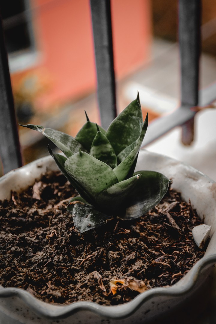 snake plant
