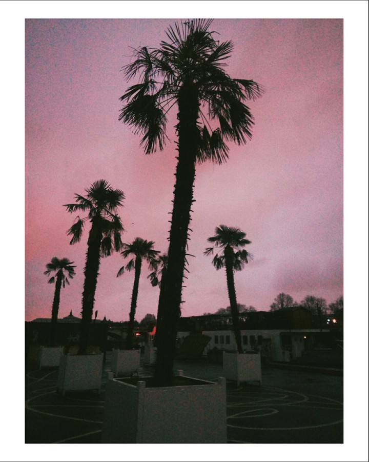 palm