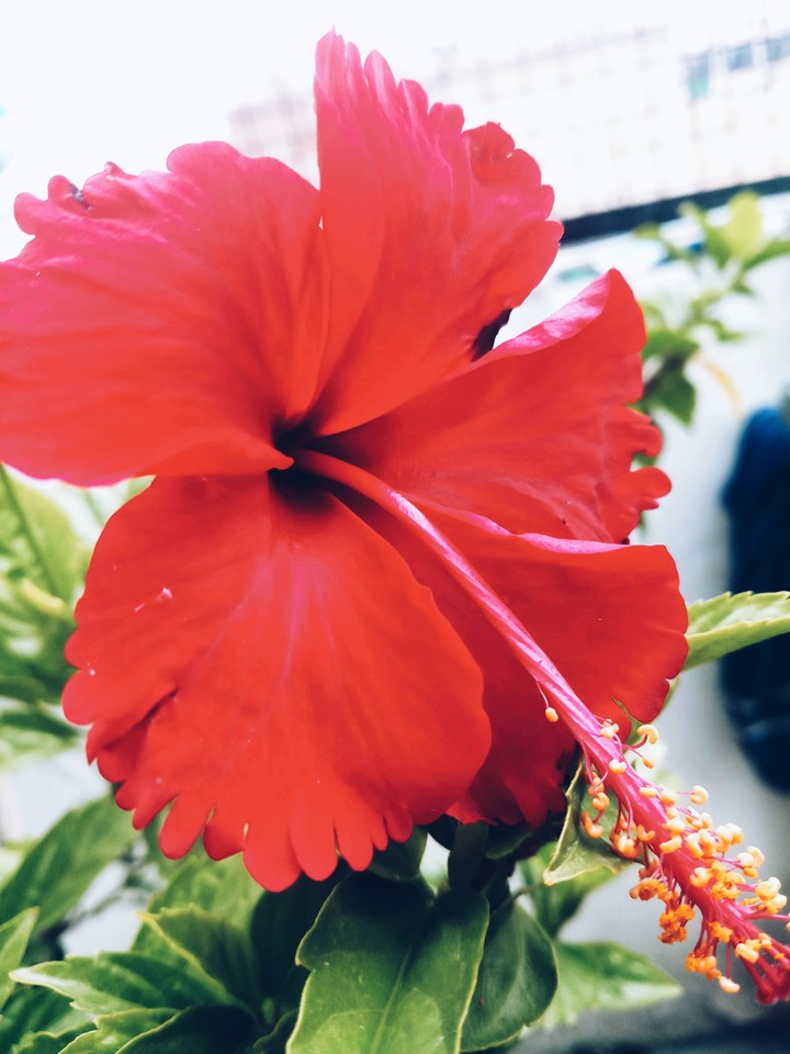Hibiscus