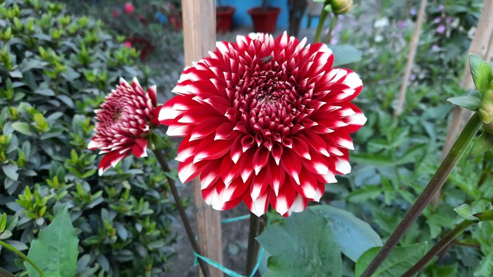 Every flower is a soul blossoming in nature❤️