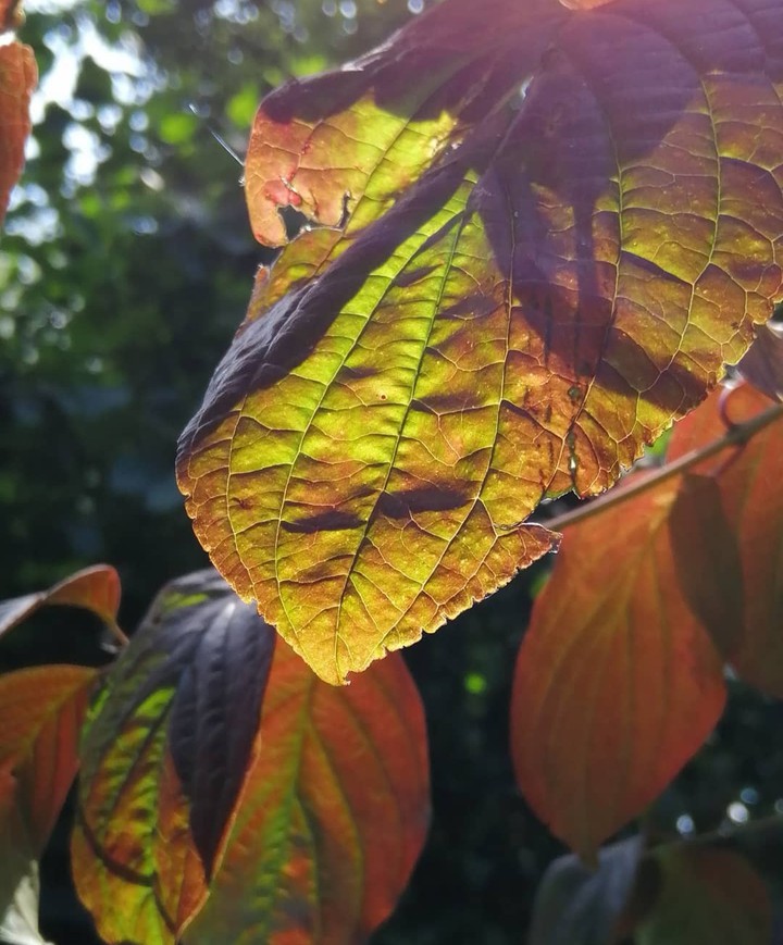 nature