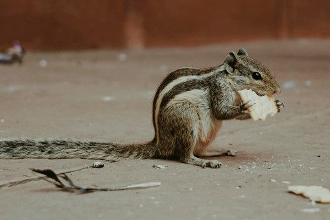 squirrel
