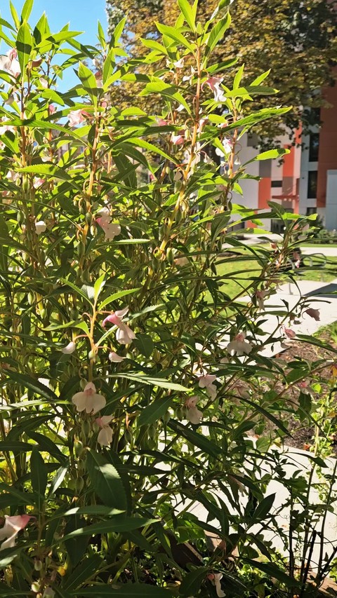 Light Pink Touch-Me-Nots