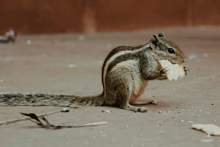 squirrel