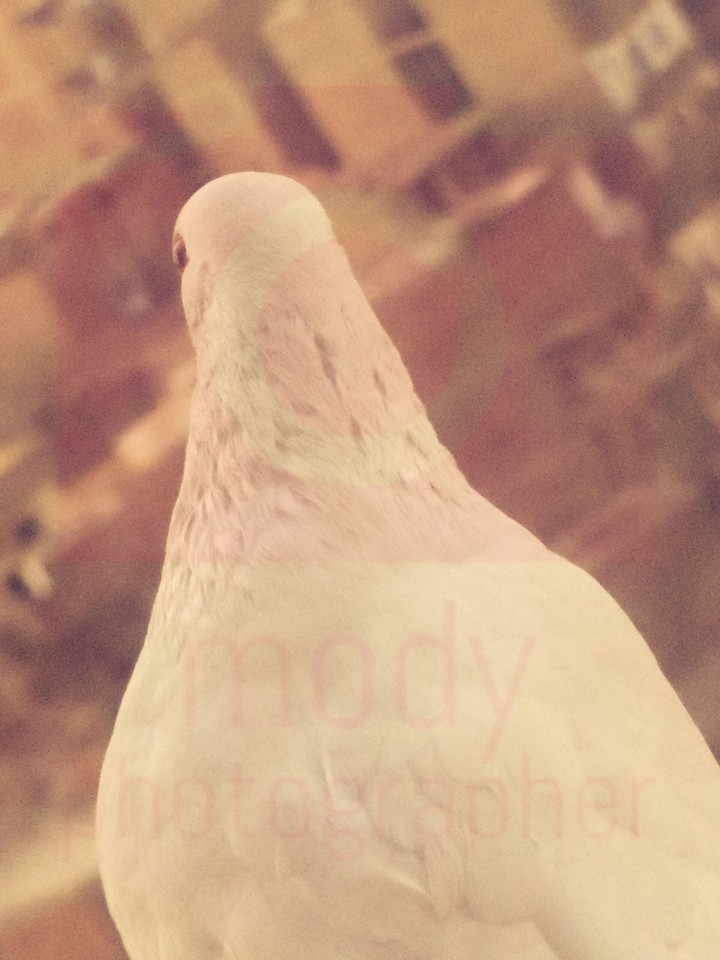 a white pigeon