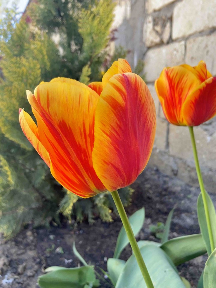 Tulips