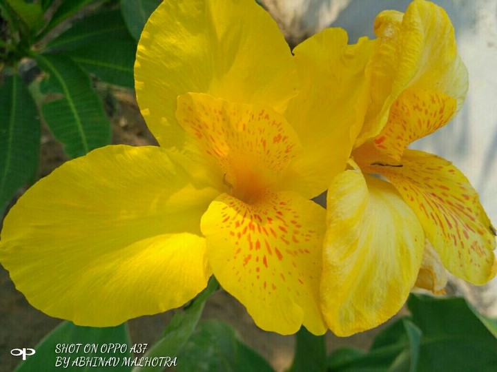 yellow flower