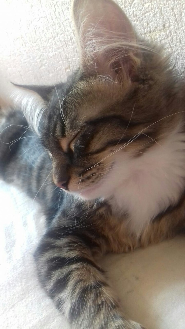 cutie