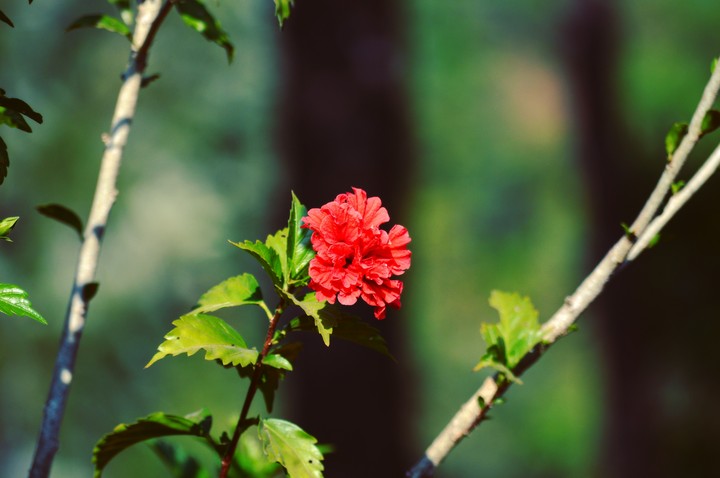 hibiscus