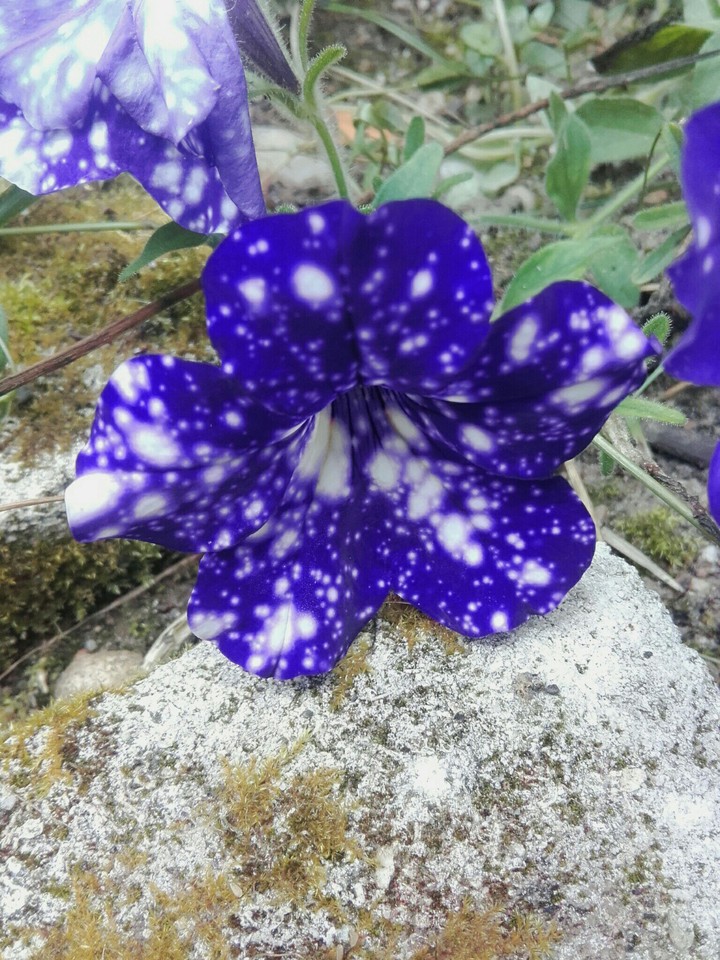 galactic flower