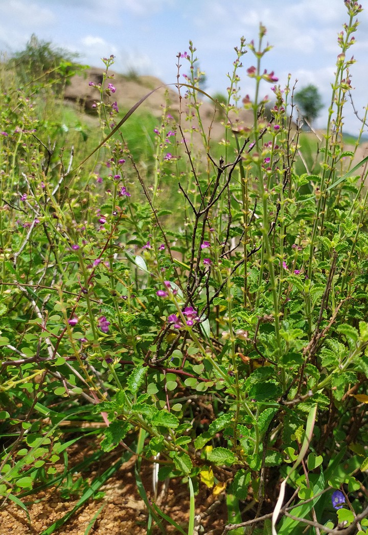 flowers