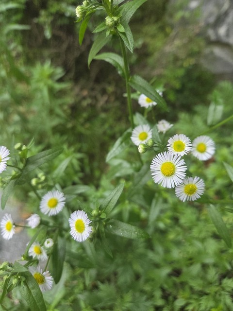 sfondi wildflower, Pollen