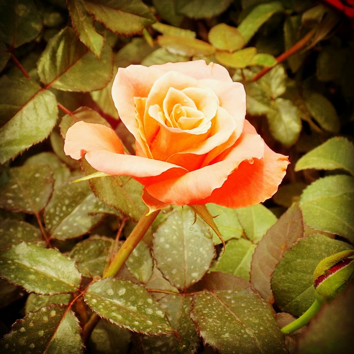 rose