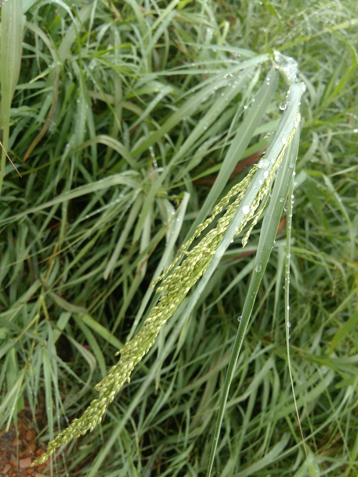 wild plant