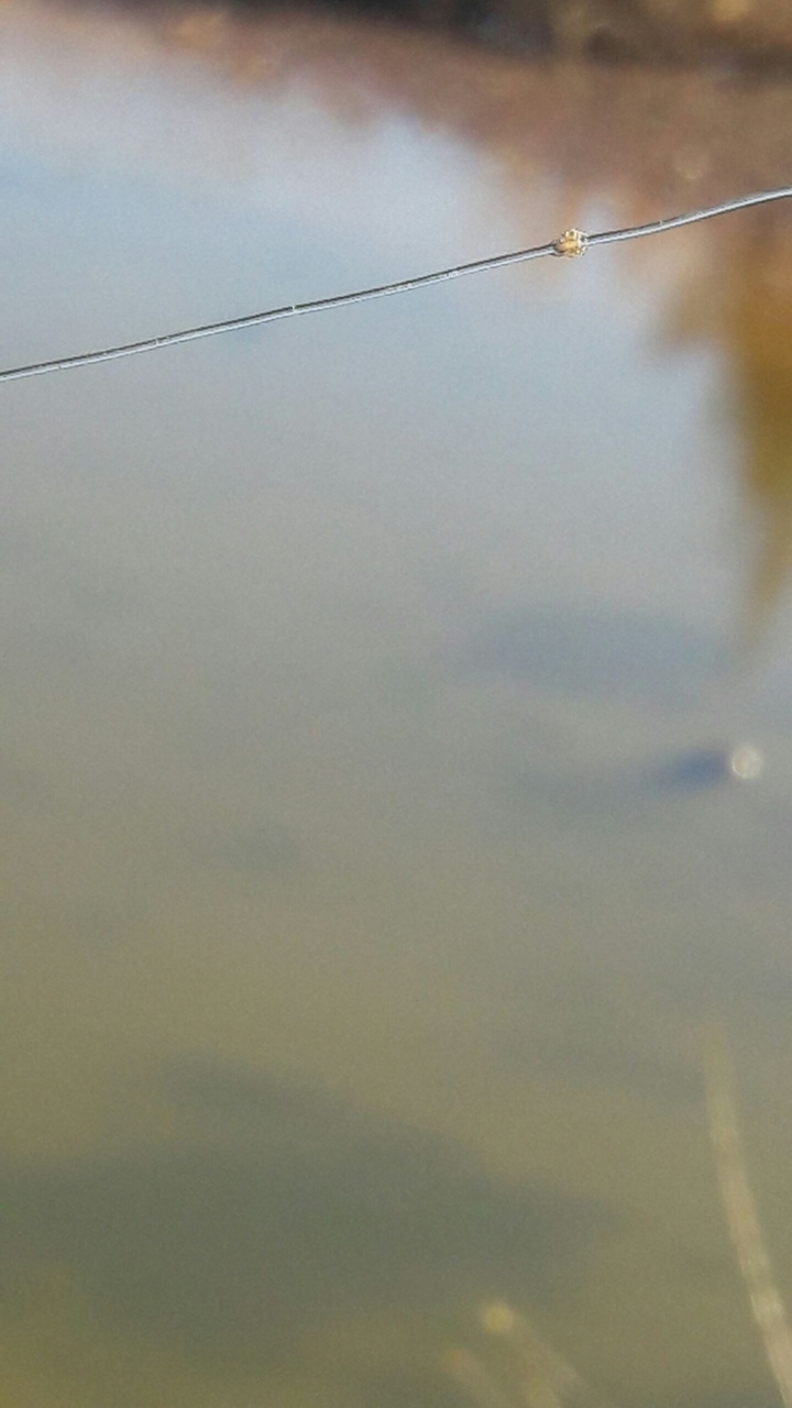 "The Spider in the Fish Line"