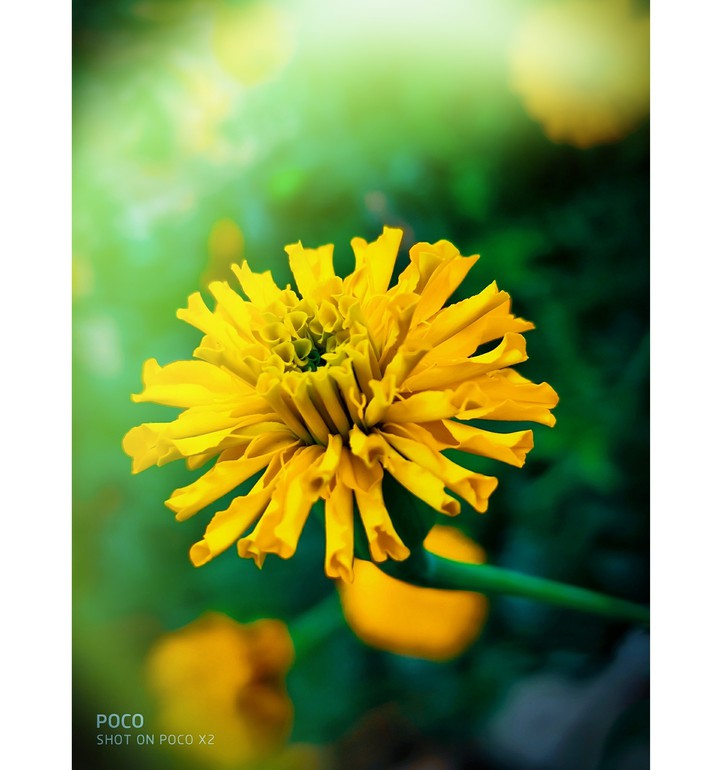 yellow love