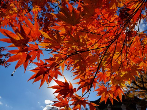 autumn Maple